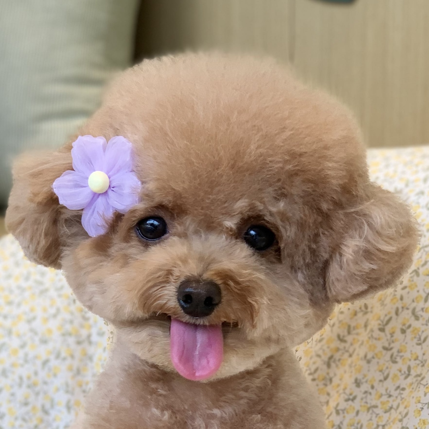혁진님프사